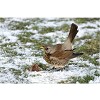 Atlante Uccelli in Inverno