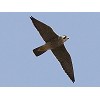 Nuova pubblicazione sul Falco pellegrino in Italia
