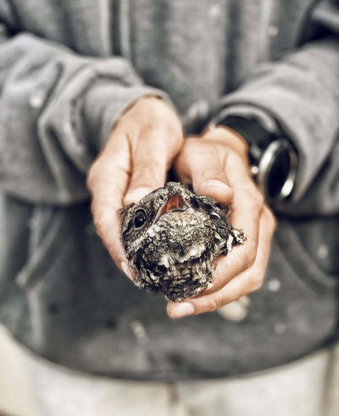 Una WebApp per soccorrere gli animali